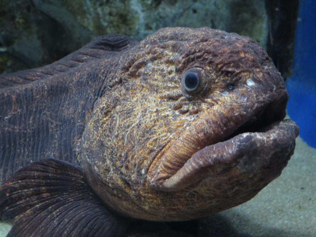 オオカミウオ