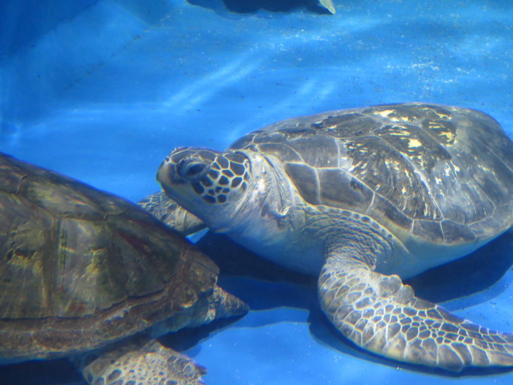 ウミガメ