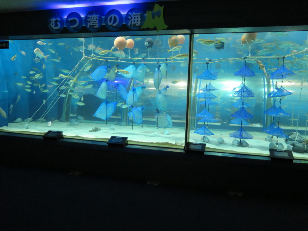 陸奥湾の水槽