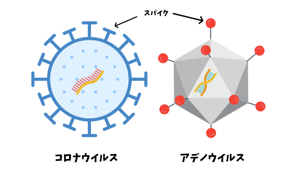 アデノウイルスとコロナウイルスの紹介