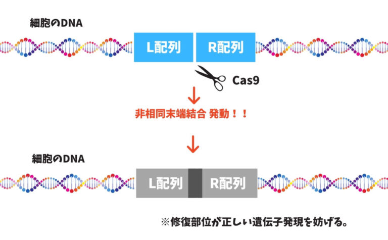 非相同末端結合