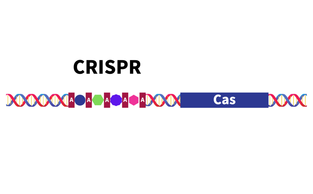 CRISPR