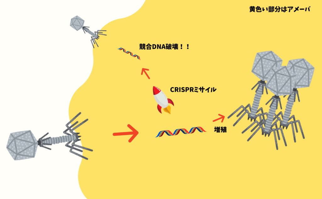 MIMIVIREとの関係は？