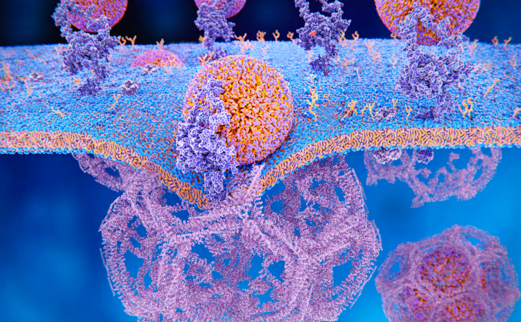 エンドサイトーシスの様子