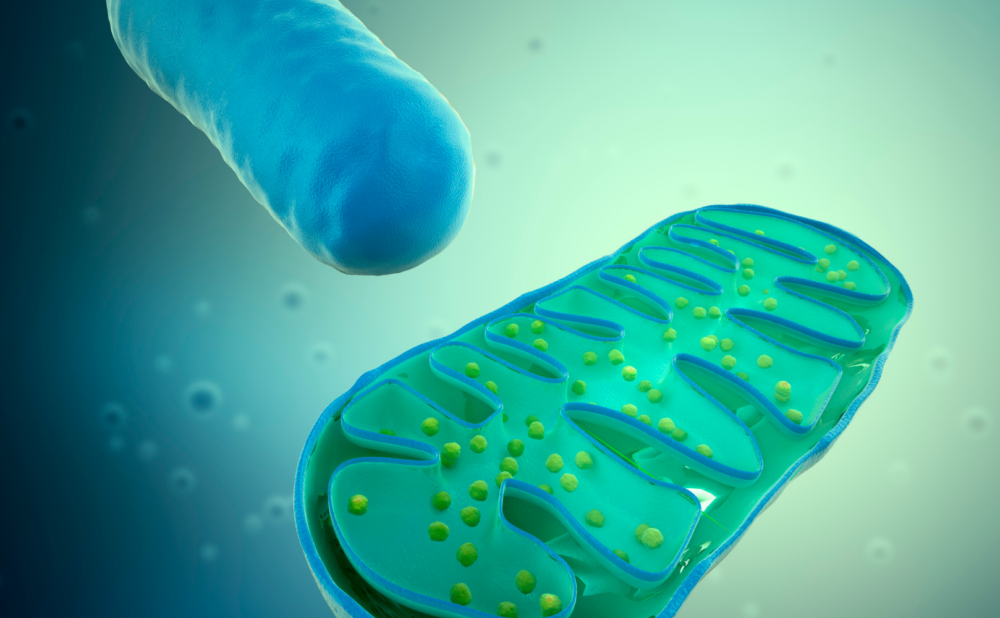 ミトコンドリア