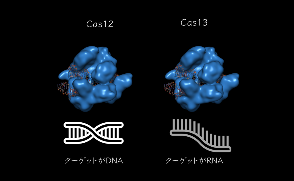 Cas12、13の特徴