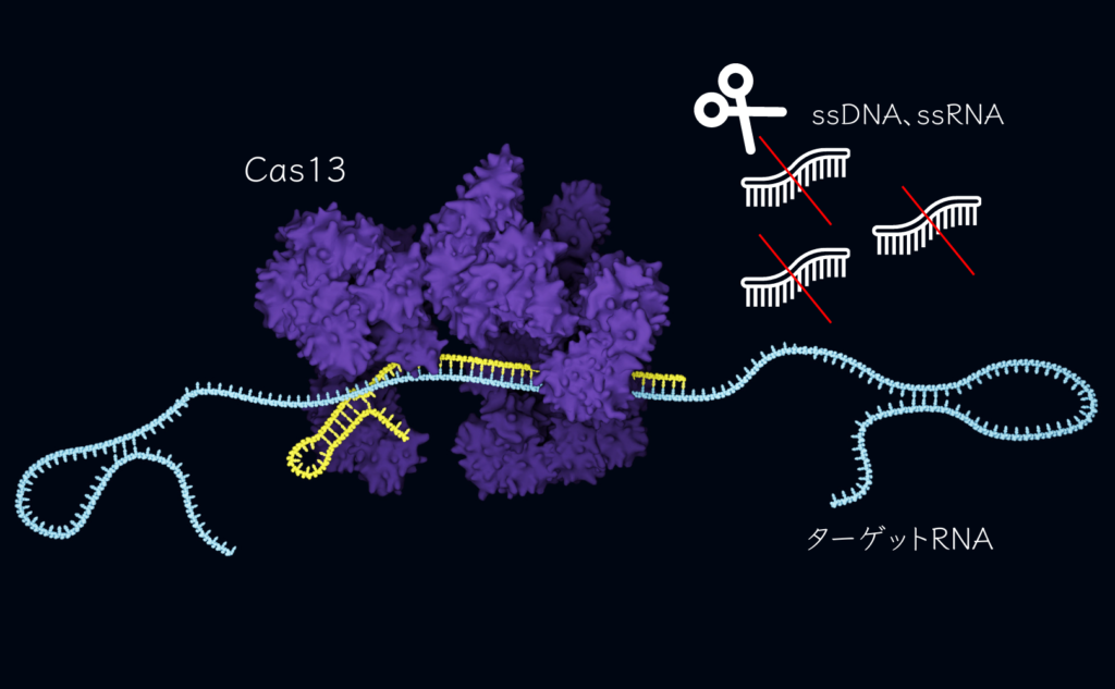 Cas13のコラテラル切断