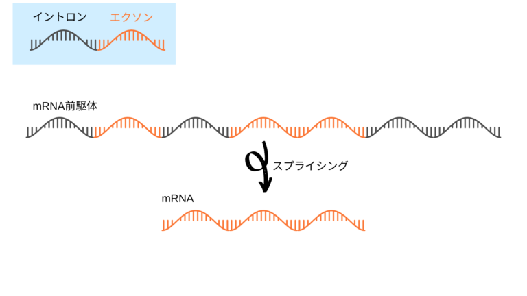 スプライシングイメージ