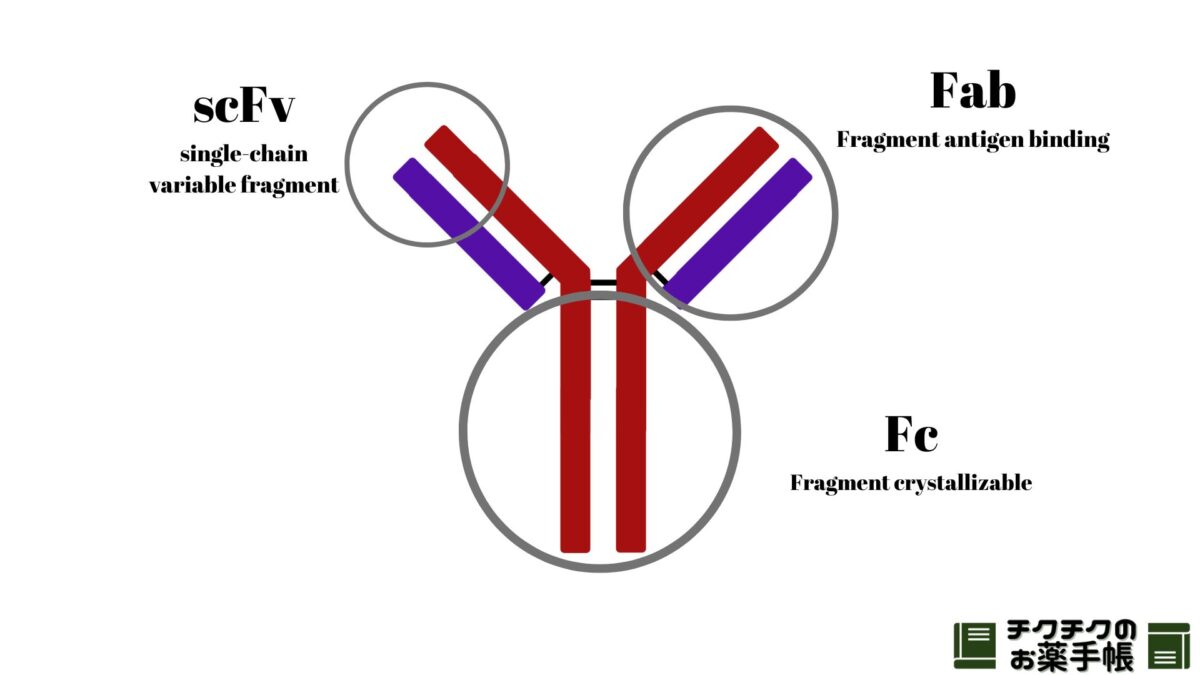 抗体の領域の説明